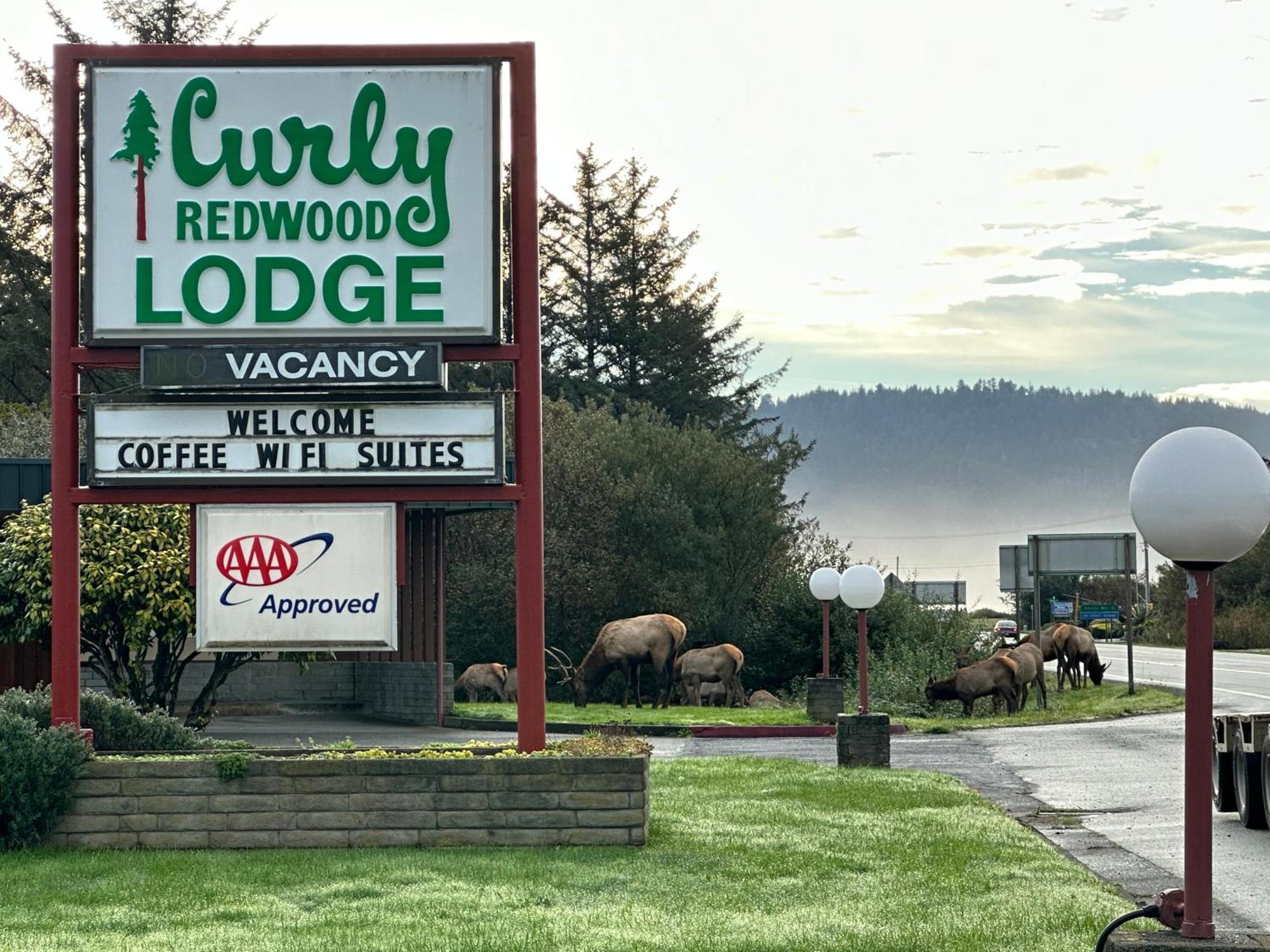 Curly Redwood Lodge Кресент-Сіті Екстер'єр фото